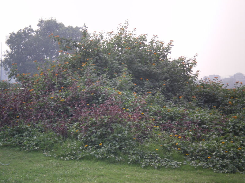 Bushes with Orange Flowers