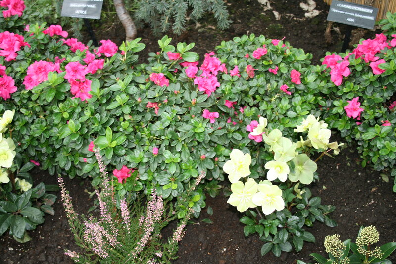 Bushes with Pink and White Flowers