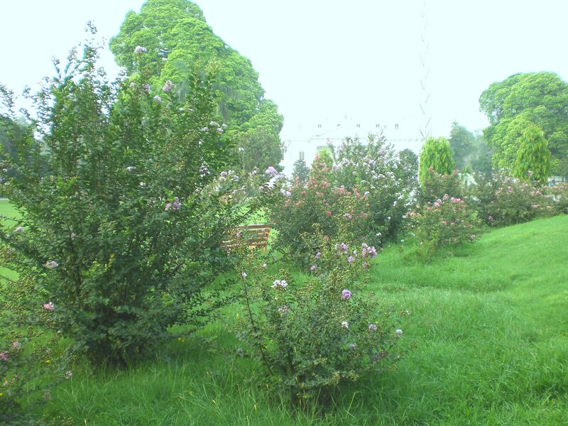 Bushes with Purple Flowers