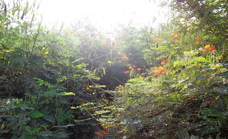Bushes with Red Flowers