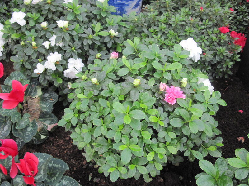 Bushes with White and Pink Flowers