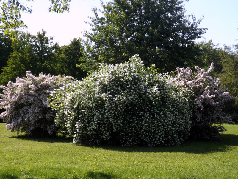Bushes with White Flowers — Green