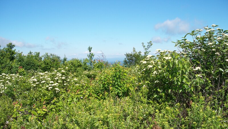 Bushes with White Flowers