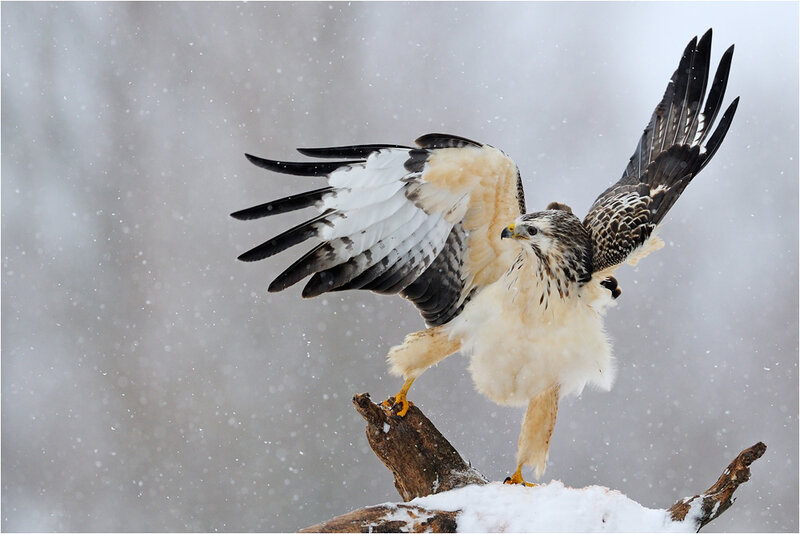 Buteo hawk in snowstorm