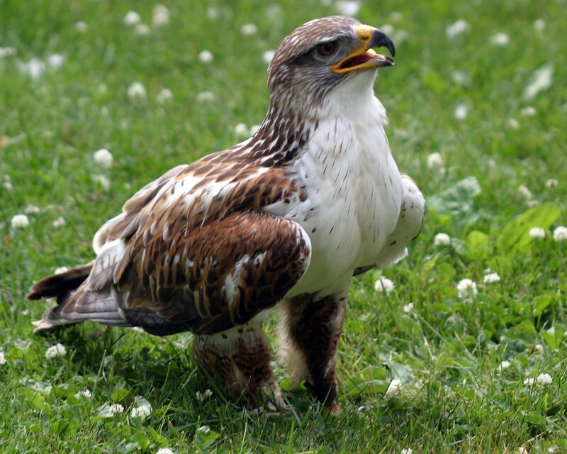 Buteo Rufinus Bird