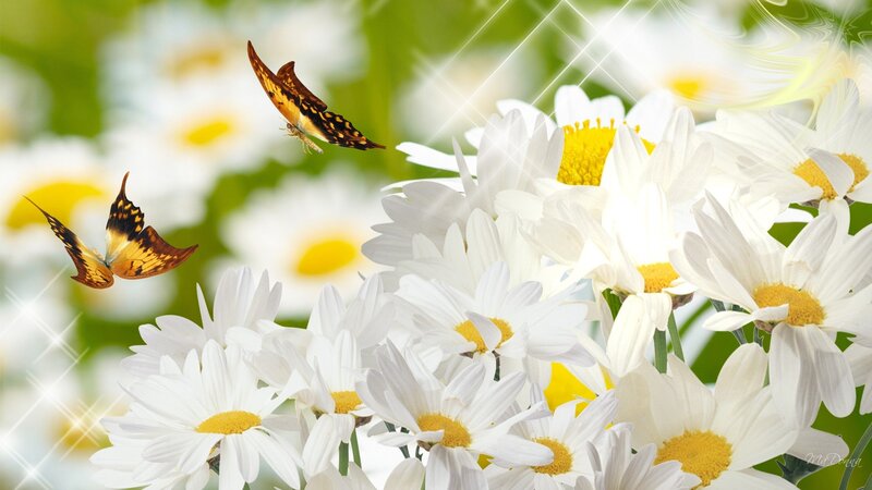 Butterflies Among Daisies — White, Serene, Spring
