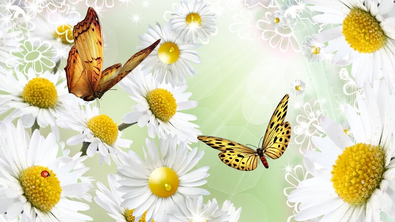 Butterflies Among Daisies — White, Serene