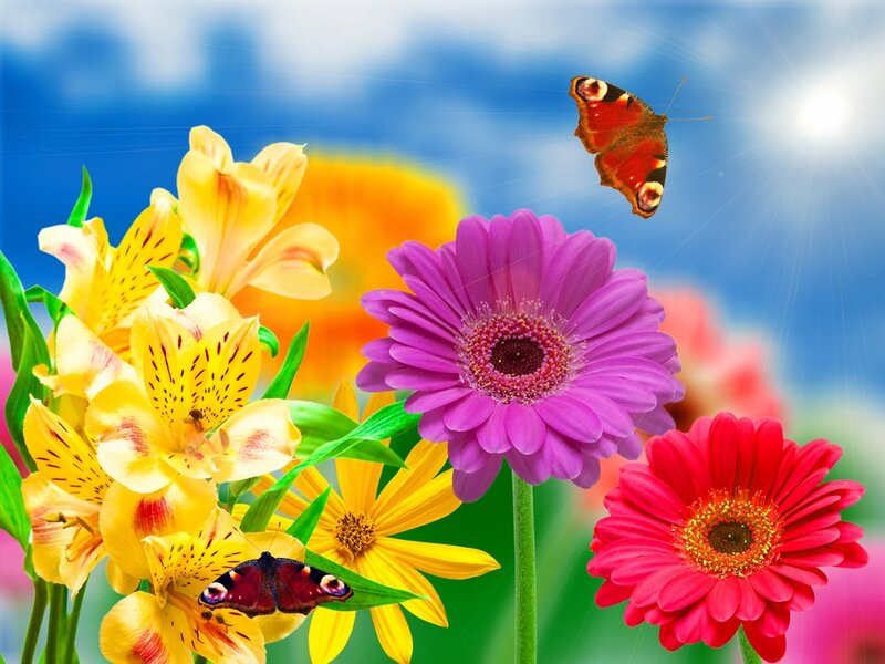 Butterflies Among Flowers — Purple, Bright