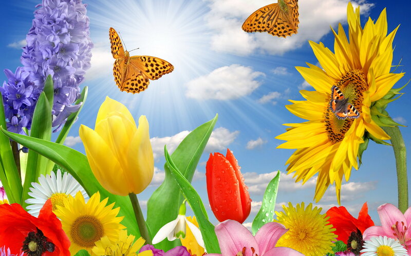 Butterflies Among Flowers — Yellow, Bright, Afternoon