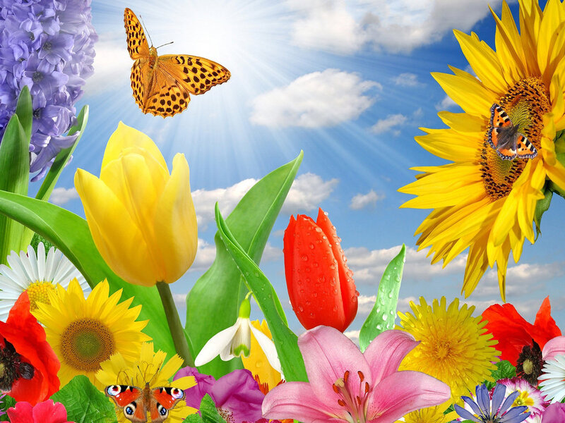 Butterflies Among Flowers — Yellow, Bright