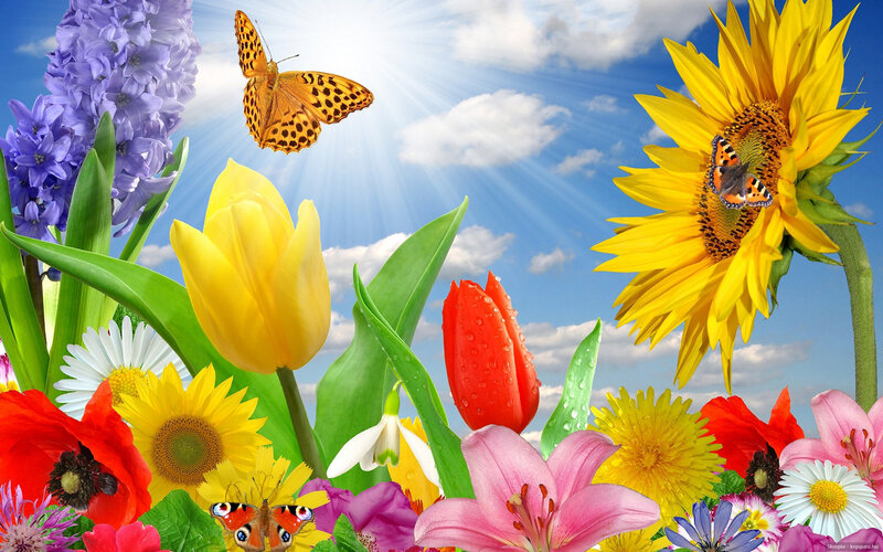 Butterflies Among Flowers — Yellow