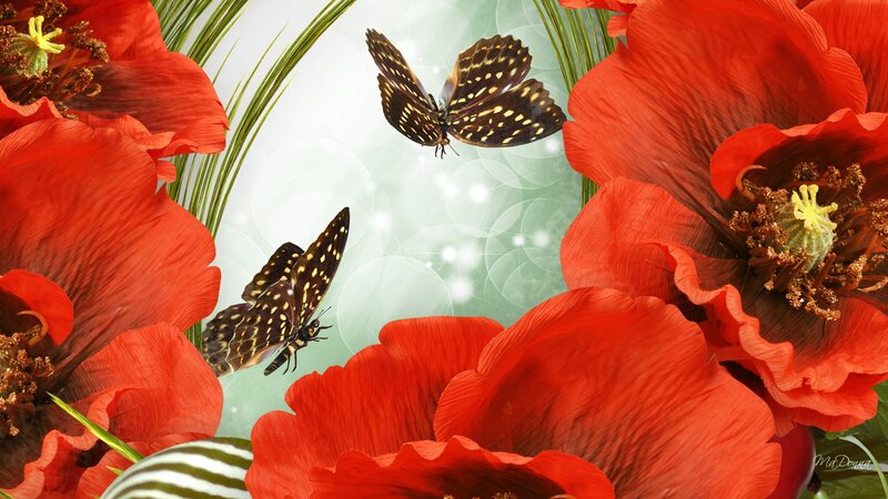 Butterflies Among Poppies