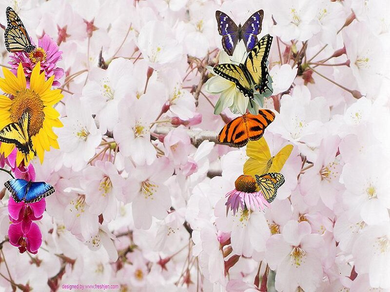 butterflies among spring flowers