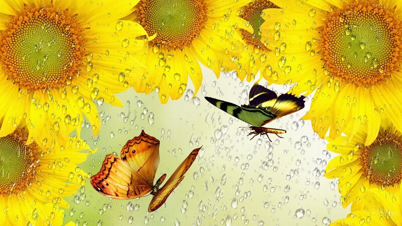 Butterflies Among Sunflowers