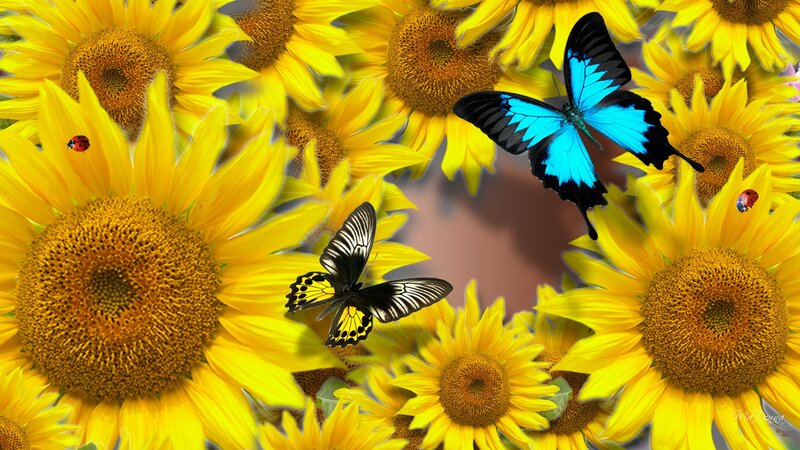Butterflies Among Sunflowers — Yellow