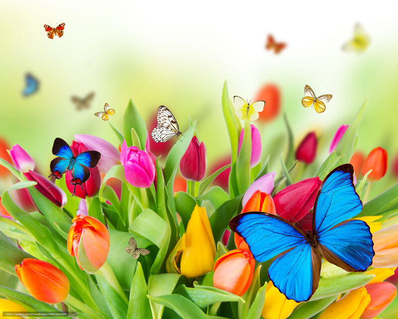 butterflies among tulips