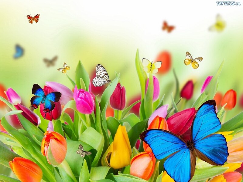 Butterflies Among Tulips — Blue