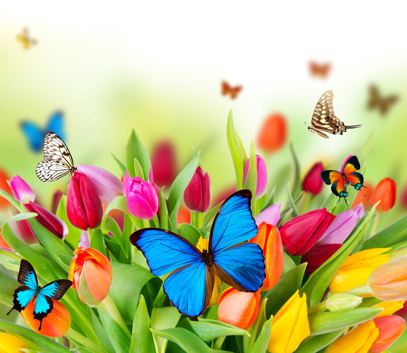 Butterflies Among Tulips — Blue, Vibrant, Spring