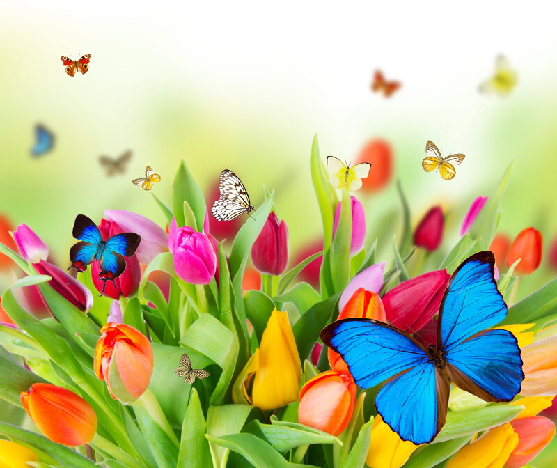 Butterflies Among Tulips — Blue, Vibrant