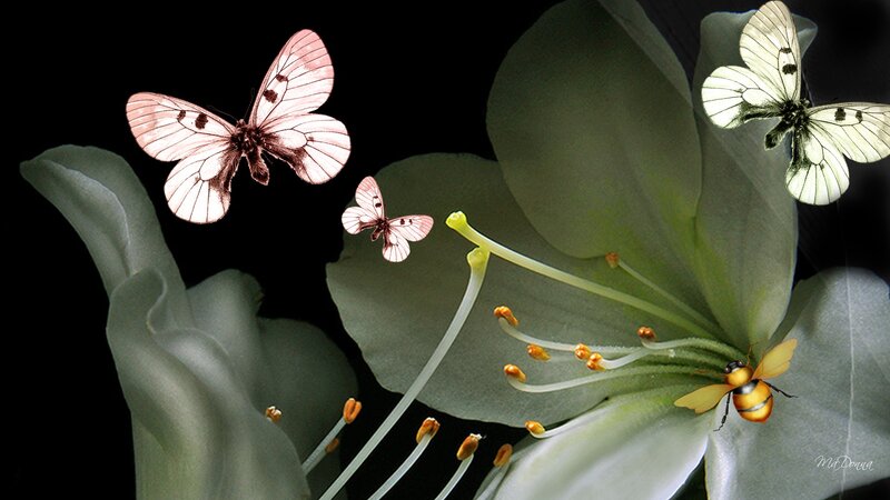 Butterflies and Bee on Flower