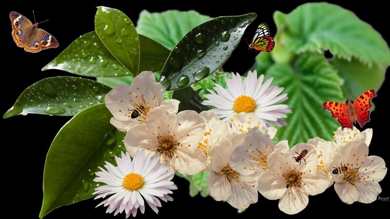 Butterflies and Bees on Flowers