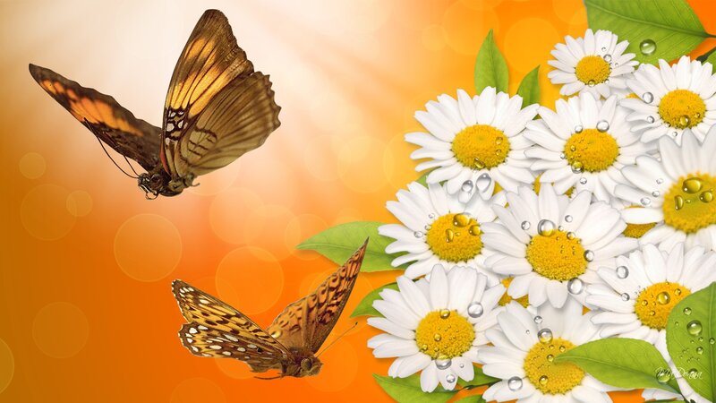 Butterflies and Daisies — Orange