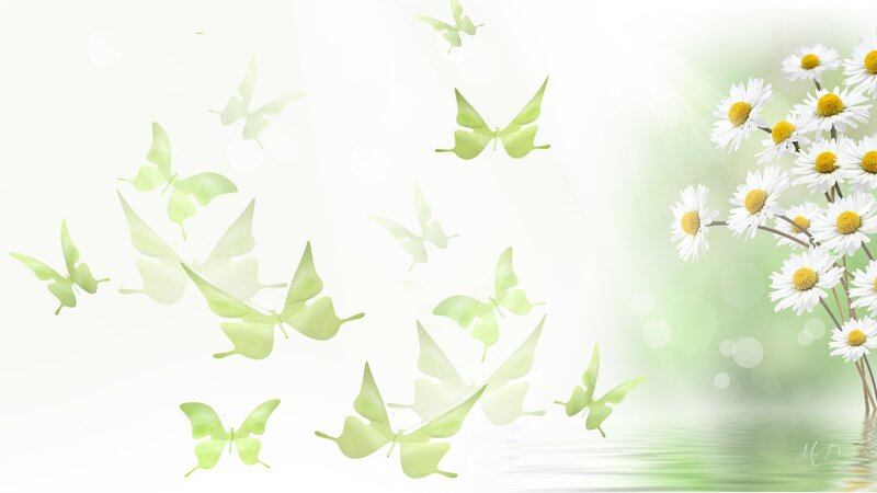 Butterflies and Daisies — White, Serene