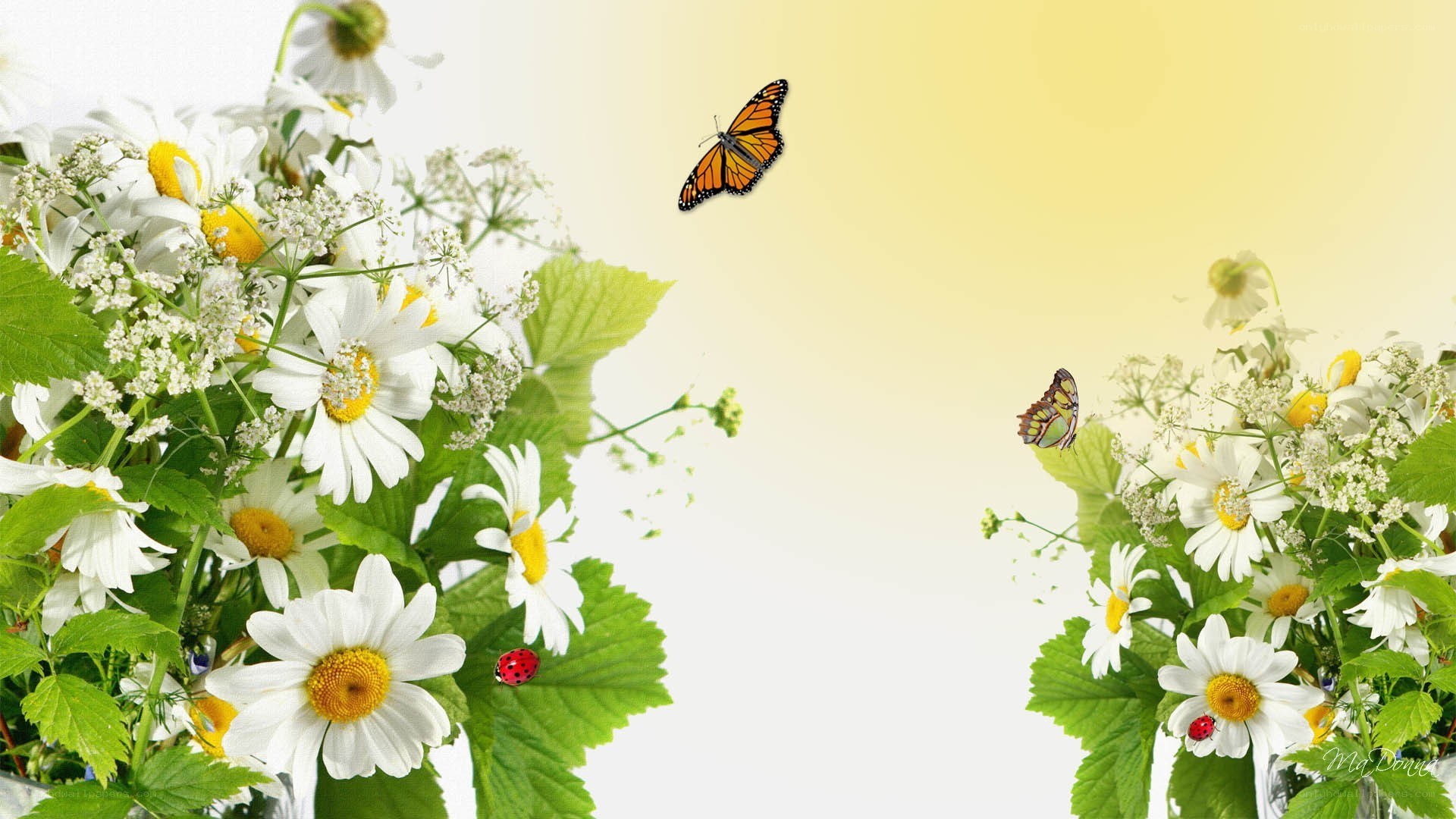 butterflies and daisies