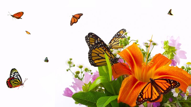 butterflies and flowers