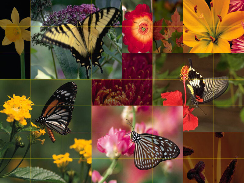 butterflies and flowers collage