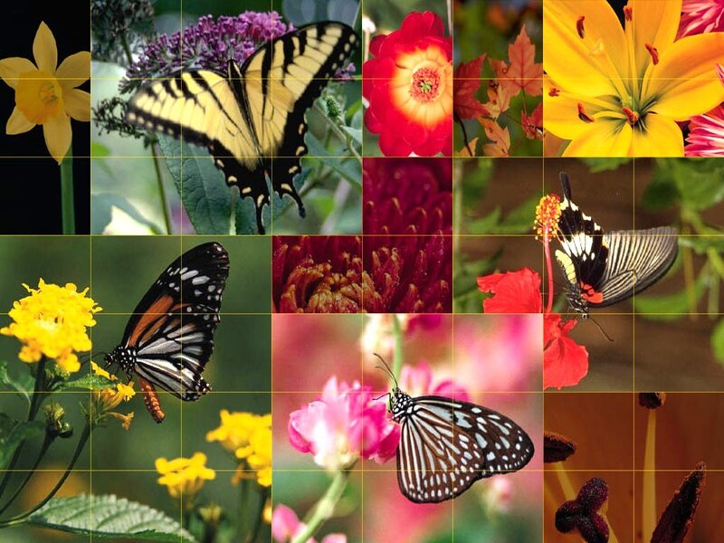 butterflies and flowers collage