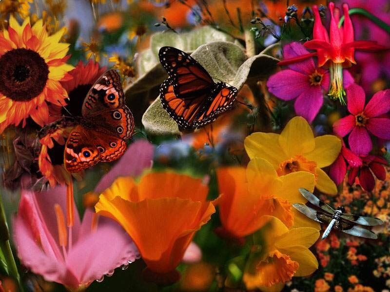 butterflies and flowers in garden