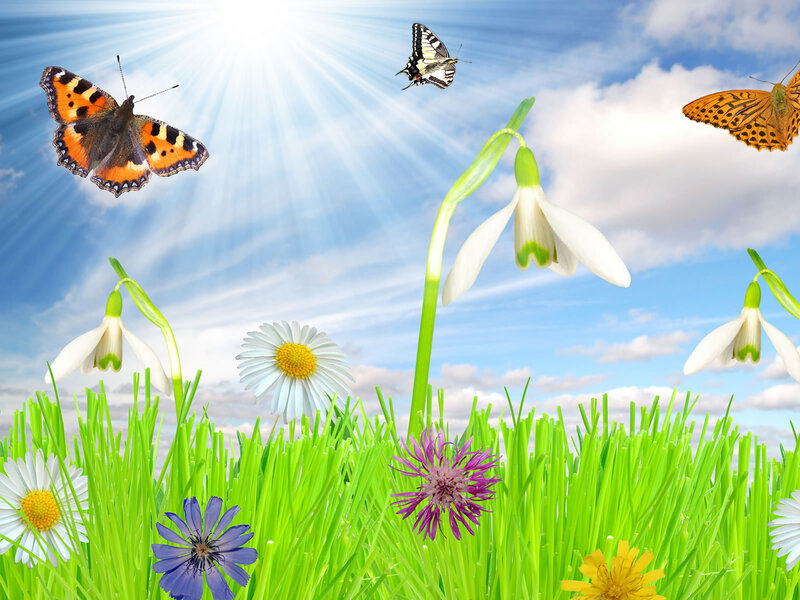 butterflies and flowers in spring