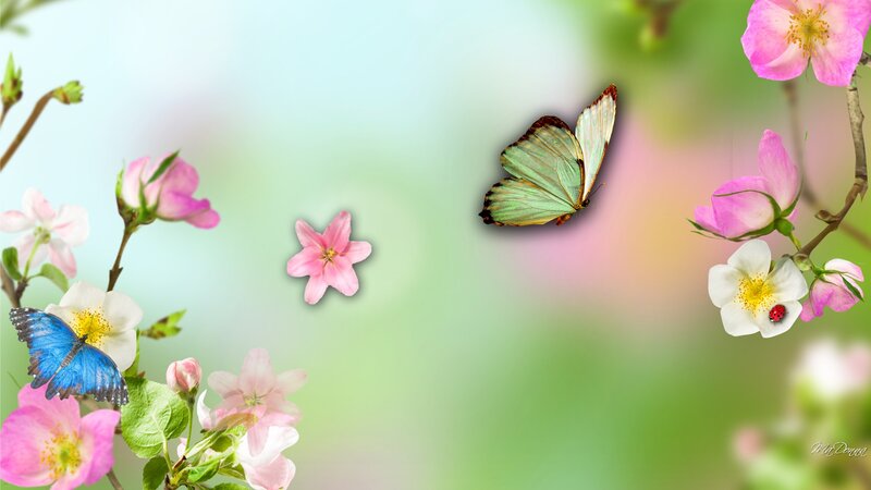 Butterflies and Flowers — Pink, Serene, Spring, Digital Art, Butterfly, Flower, Ladybug