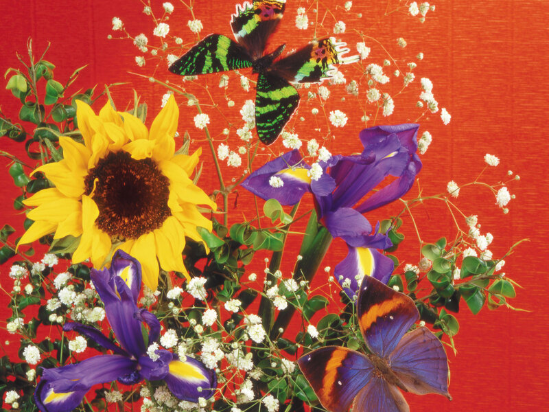 Butterflies and Flowers — Red, Vibrant, Photograph