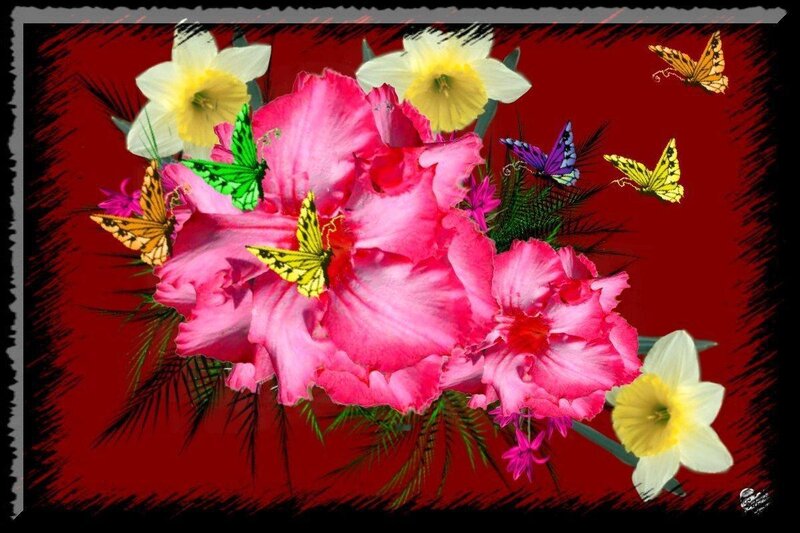 butterflies and flowers