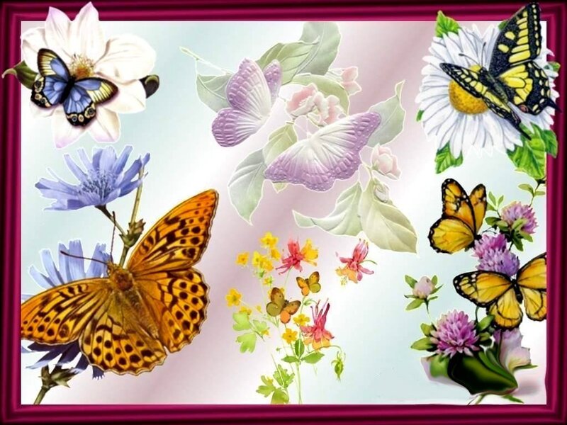 Butterflies and Flowers — White, Serene, Illustration