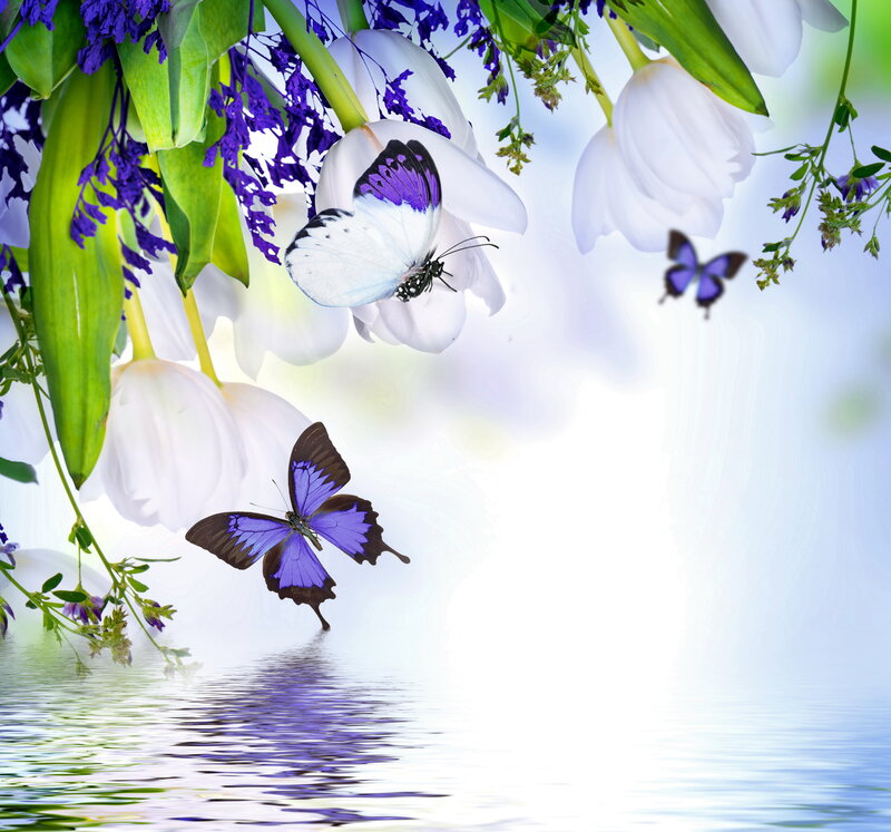 Butterflies and Flowers — White, Serene, Spring