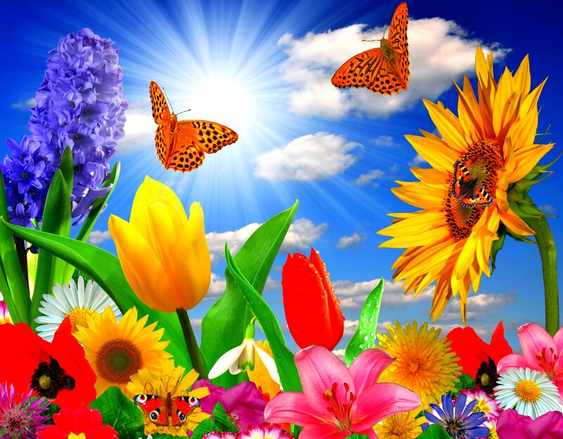 Butterflies and Flowers — Yellow, Bright, Afternoon