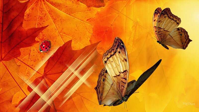 Butterflies and Ladybug on Leaves