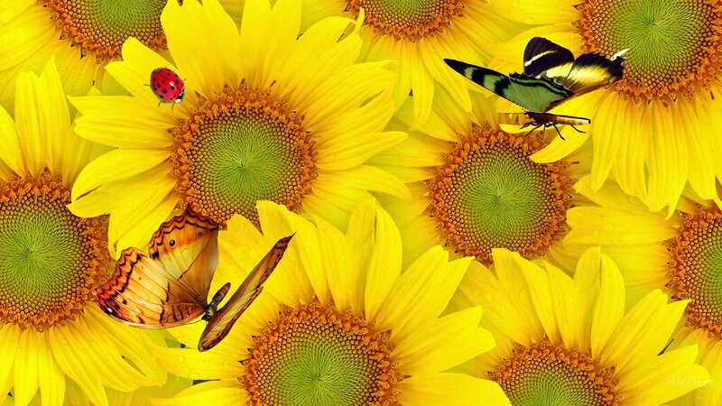Butterflies and Ladybug on Sunflowers
