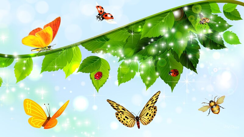 Butterflies and Ladybugs