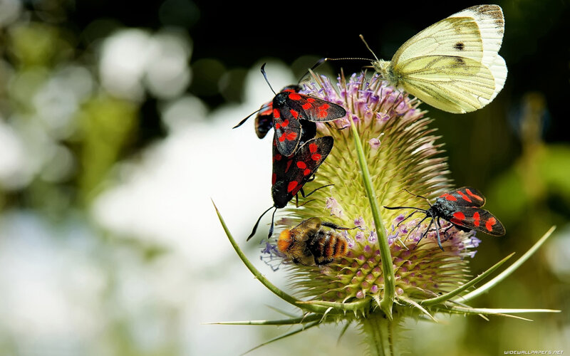 Butterflies and Moths on Thistle
