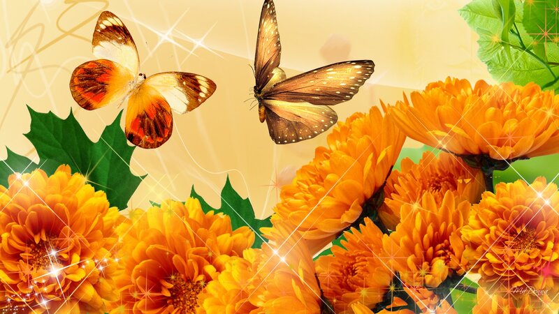 Butterflies and Orange Flowers