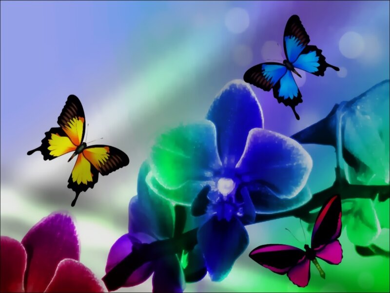 Butterflies and Orchids