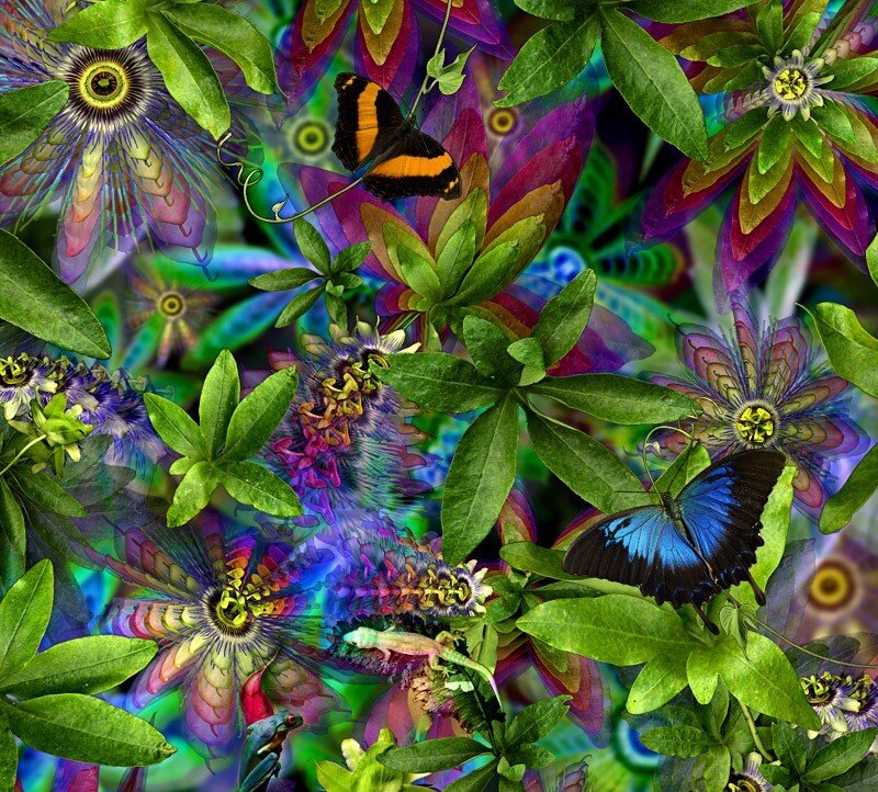 Butterflies and Passionflowers