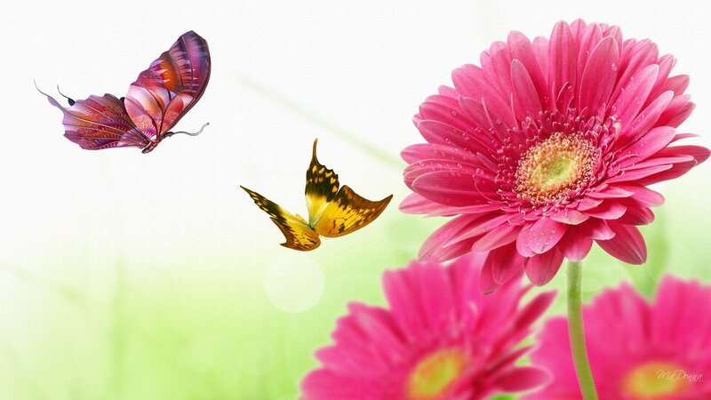 Butterflies and Pink Flowers — Serene