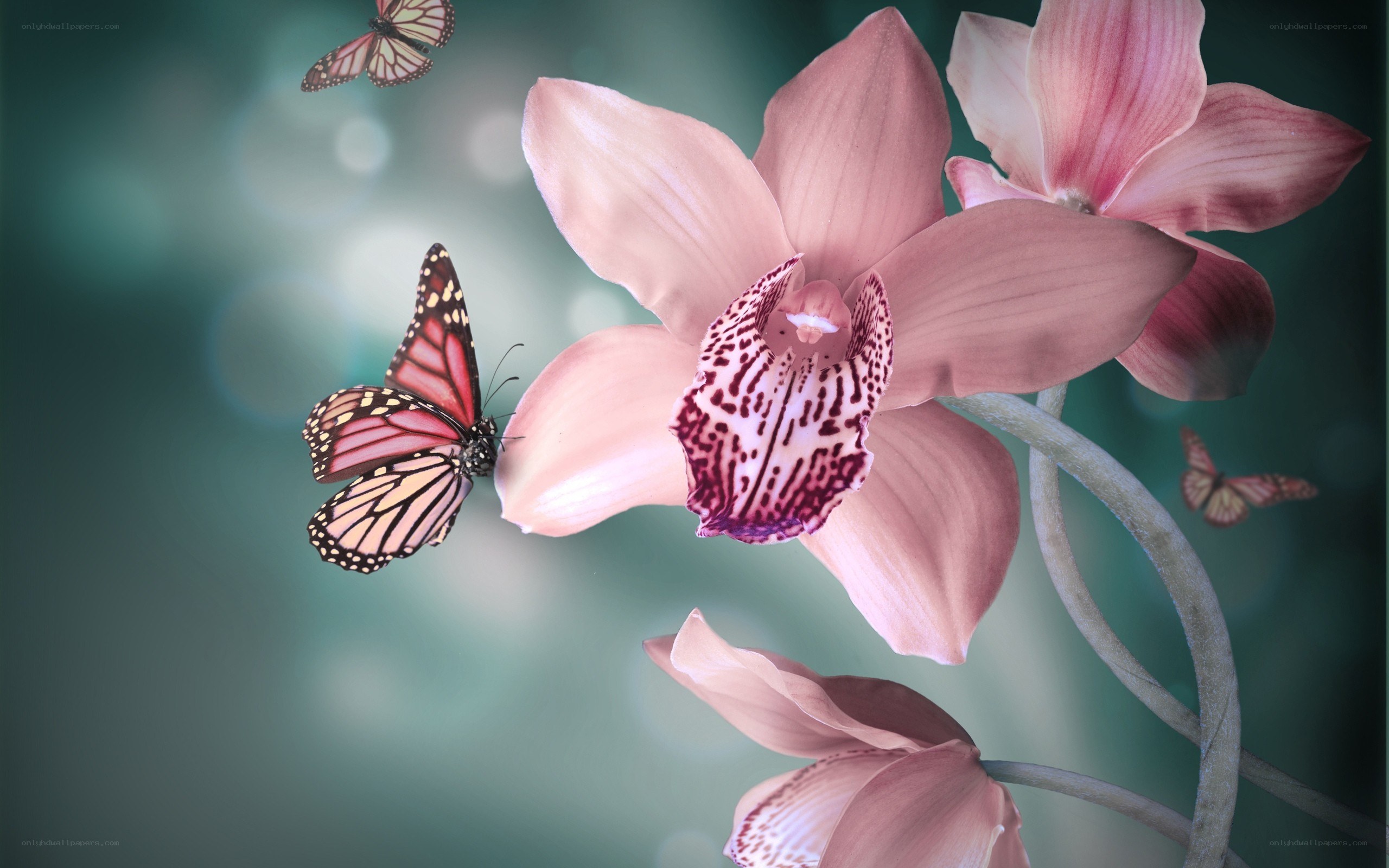 butterflies and pink orchids