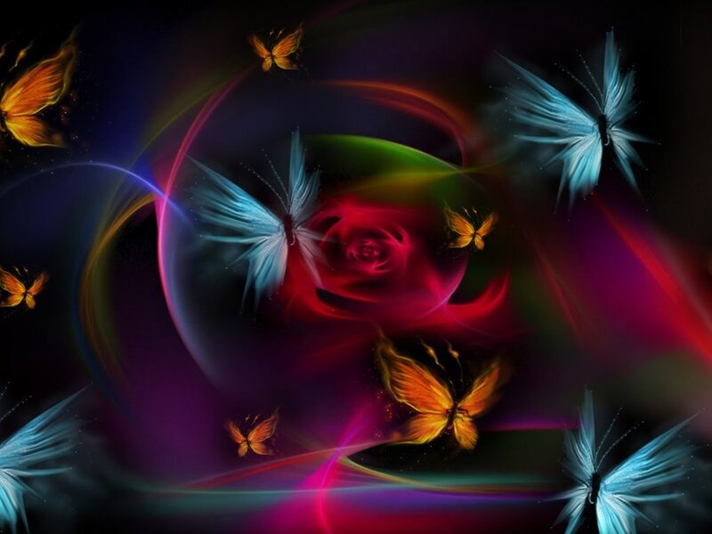 Butterflies and Rose