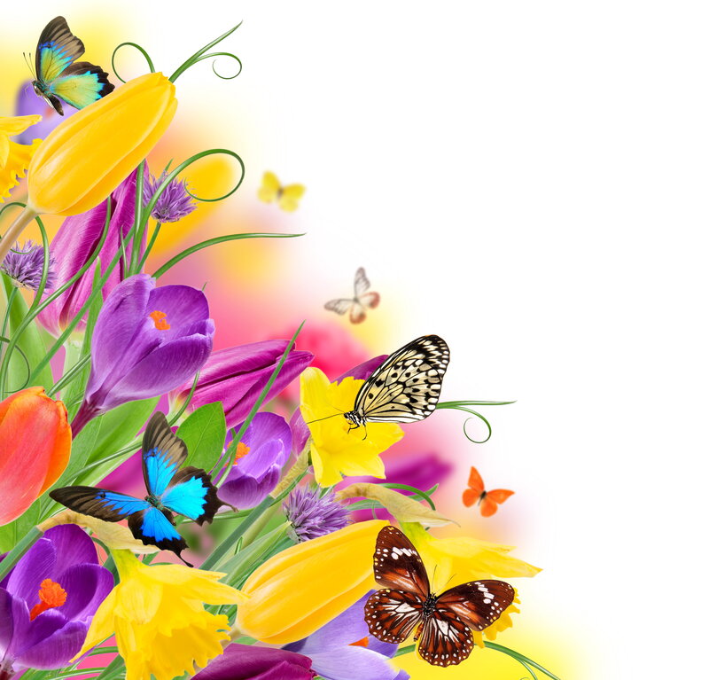 Butterflies and Spring Flowers